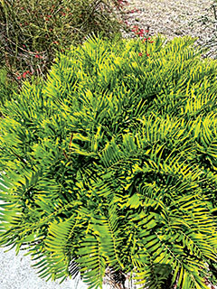 Garden Club of Cape Coral | Heat tolerant plants